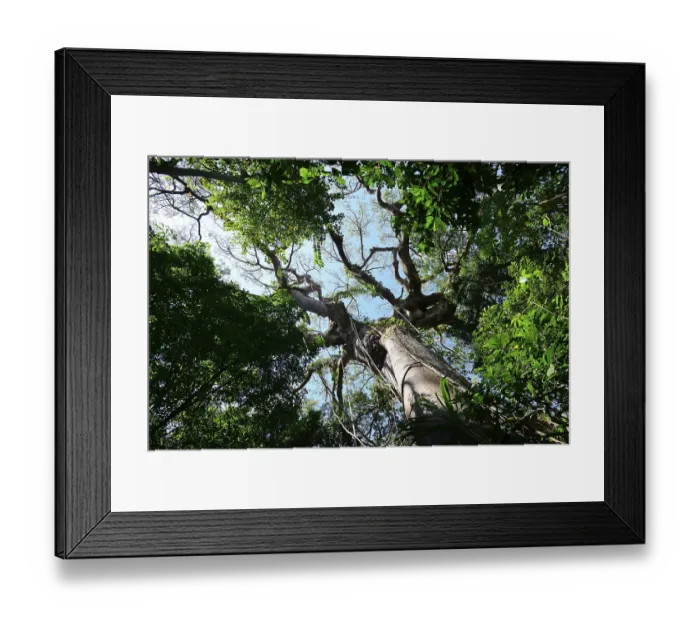 Framed Print : View into the crown of a jungle tree Framed Print : View into the crown of a jungle tree