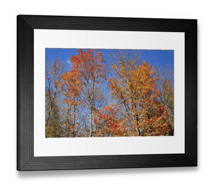 Framed Print : Trees in autumnal forest, Province of Quebec Framed Print : Trees in autumnal forest, Province of Quebec