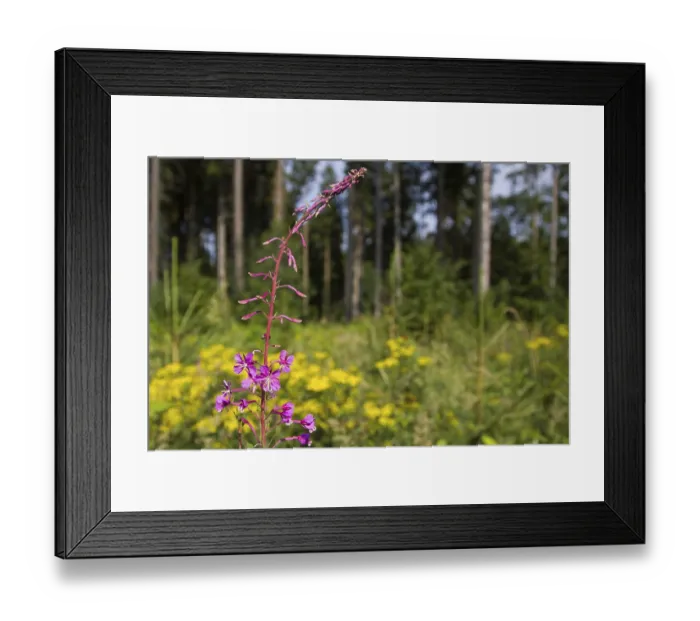 Framed Print : Red flowering on yellow background narrow-leaved willowherb Framed Print : Red flowering on yellow background narrow-leaved willowherb
