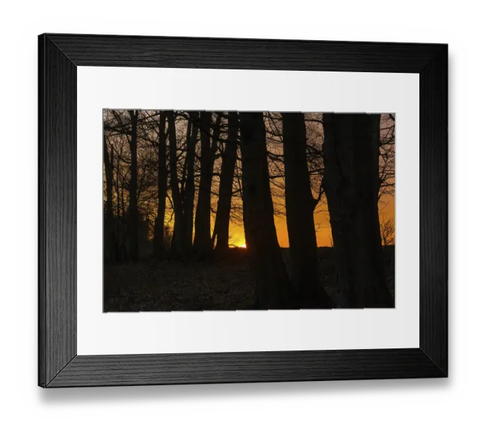 Framed Print : Sunset in the forest Framed Print : Sunset in the forest