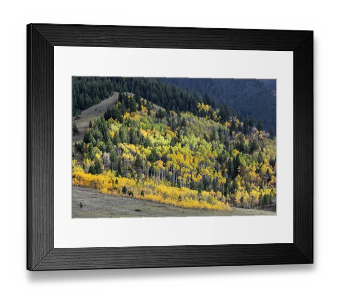 Framed Print : Autumn Colours in Wyoming Framed Print : Autumn Colours in Wyoming
