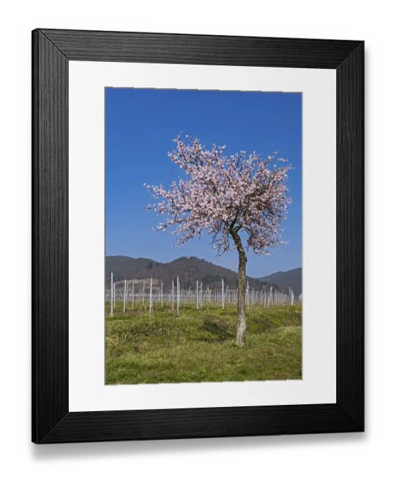 Framed Print : Blossoming almond tree (Prunus dulcis)