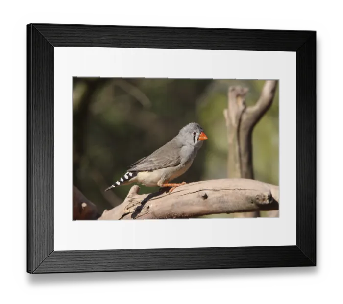 Framed Print : Zebra Finch