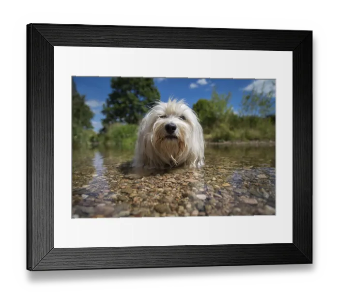 Framed Print : A white Havanese makes room in the water and really cools off on a sunny