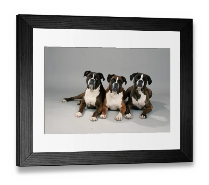 Framed Print : Boxer, yellow and gold tabbyLanguage separation okay