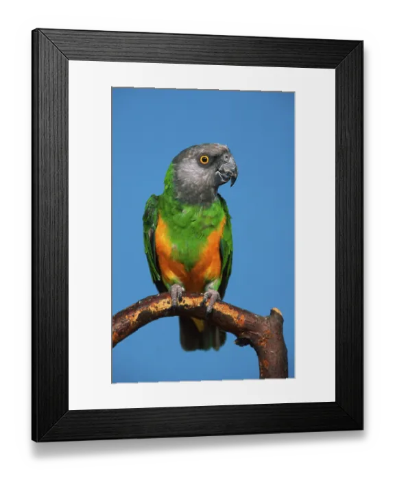 Framed Print : Senegal Parrot (Poicephalus senegalus)