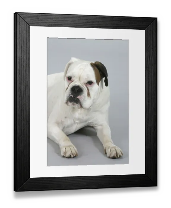 Framed Print : German Boxer, white Framed Print : German Boxer, white