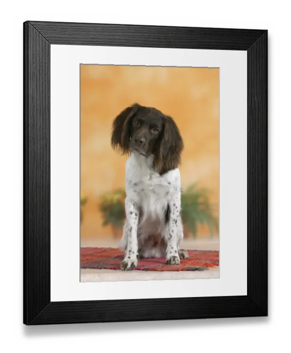 Framed Print : Small Munsterlander, detachable Small M?nsterlander Framed Print : Small Munsterlander, detachable Small M?nsterlander