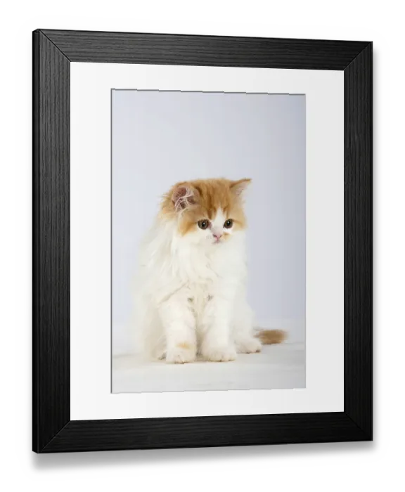 Framed Print : Persian cat, kitten Framed Print : Persian cat, kitten