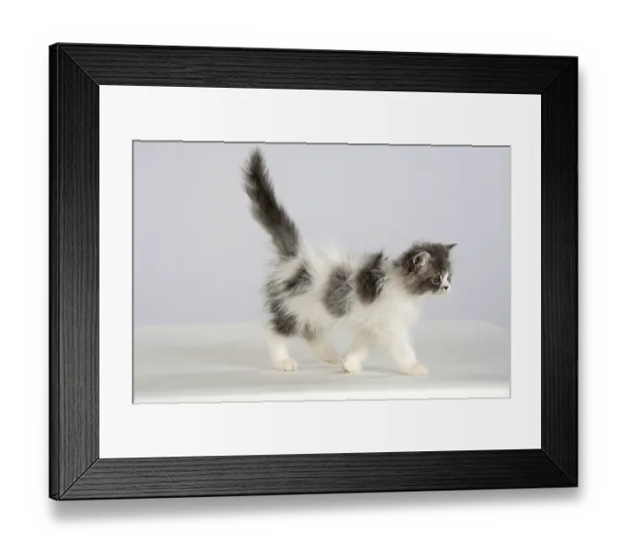 Framed Print : Persian cat, kitten Framed Print : Persian cat, kitten