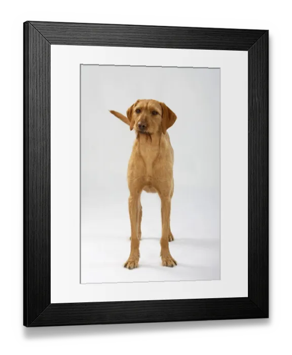 Framed Print : Wire-haired Hungarian pointer, wire-haired Vizsla