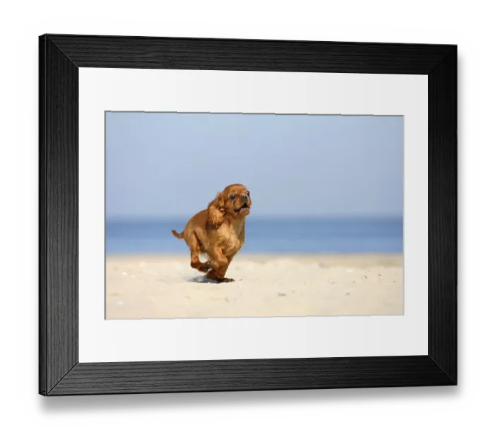 Framed Print : Cavalier King Charles Spaniel, puppy Framed Print : Cavalier King Charles Spaniel, puppy