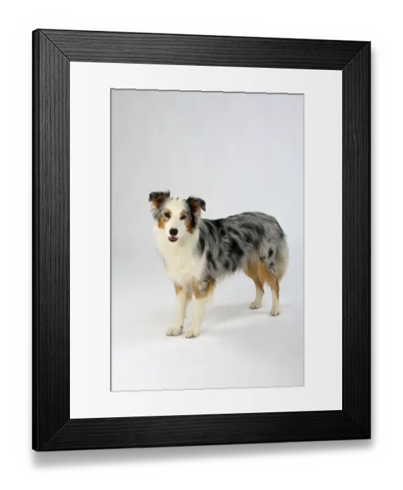 Framed Print : Australian Shepherd, blue-merle