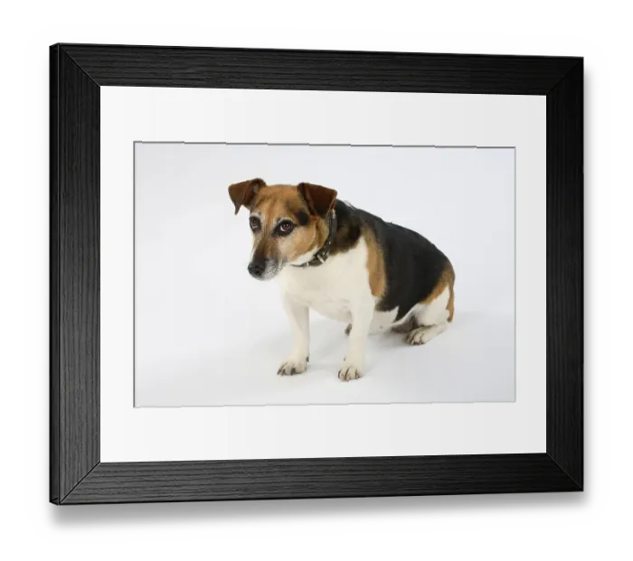 Framed Print : Jack Russell Terrier, bitch, 8 years old, shy Framed Print : Jack Russell Terrier, bitch, 8 years old, shy