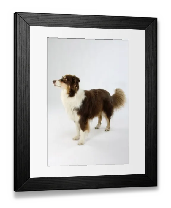 Framed Print : Australian Shepherd, 8 years old Framed Print : Australian Shepherd, 8 years old