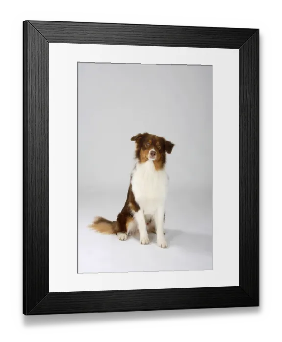 Framed Print : Australischer Hirte Framed Print : Australischer Hirte