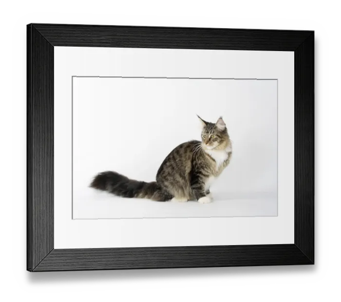 Framed Print : Maine Coon cat, black-tabby-mackerell-white Framed Print : Maine Coon cat, black-tabby-mackerell-white
