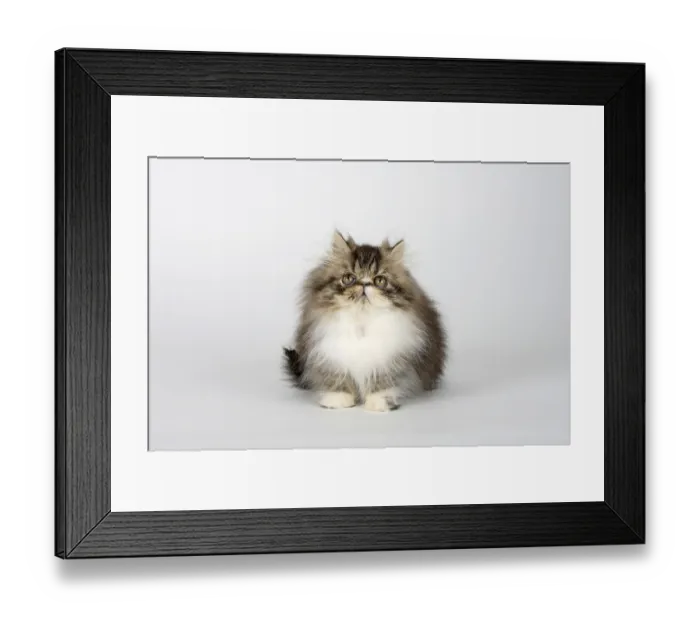 Framed Print : Persian cat, kitten, 12 weeks, black-tabby-white Framed Print : Persian cat, kitten, 12 weeks, black-tabby-white