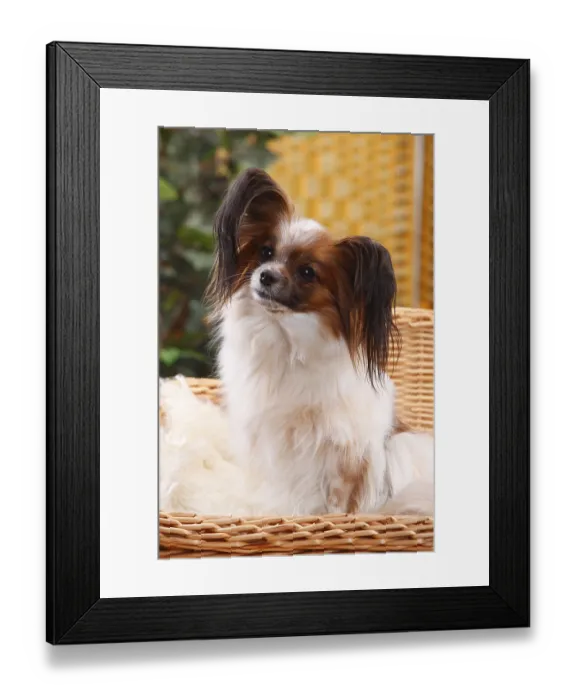 Framed Print : Papillon, Bitch, Butterfly Doggy