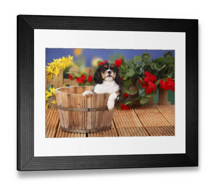 Framed Print : Cavalier King Charles Spaniel, puppy