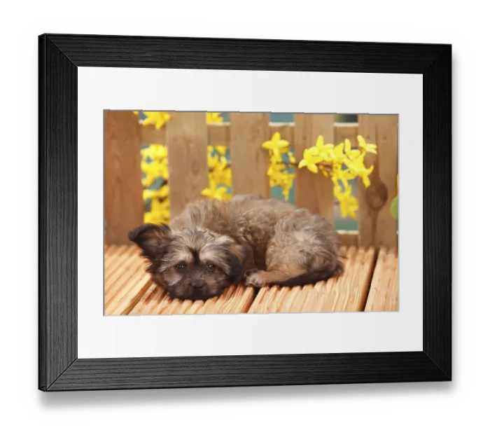 Framed Print : Mongrel dog, puppy, 11 weeks (Pomeranian x Chihuahua)