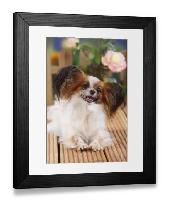 Framed Print : Papillon, butterfly dog, continental dwarf spaniel Framed Print : Papillon, butterfly dog, continental dwarf spaniel