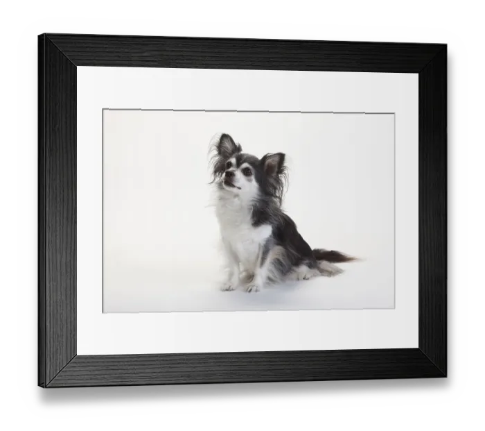 Framed Print : Chihuahua, longhaired, black with white