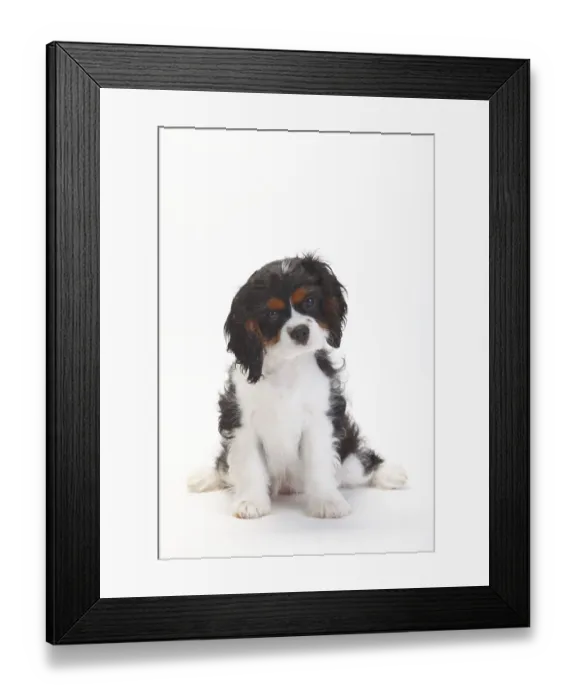 Framed Print : Cavalier King Charles Spaniel, puppy