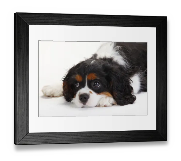 Framed Print : Cavalier King Charles Spaniel, puppy Framed Print : Cavalier King Charles Spaniel, puppy