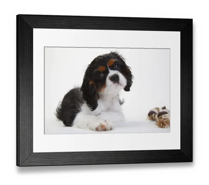 Framed Print : Cavalier King Charles Spaniel, puppy Framed Print : Cavalier King Charles Spaniel, puppy