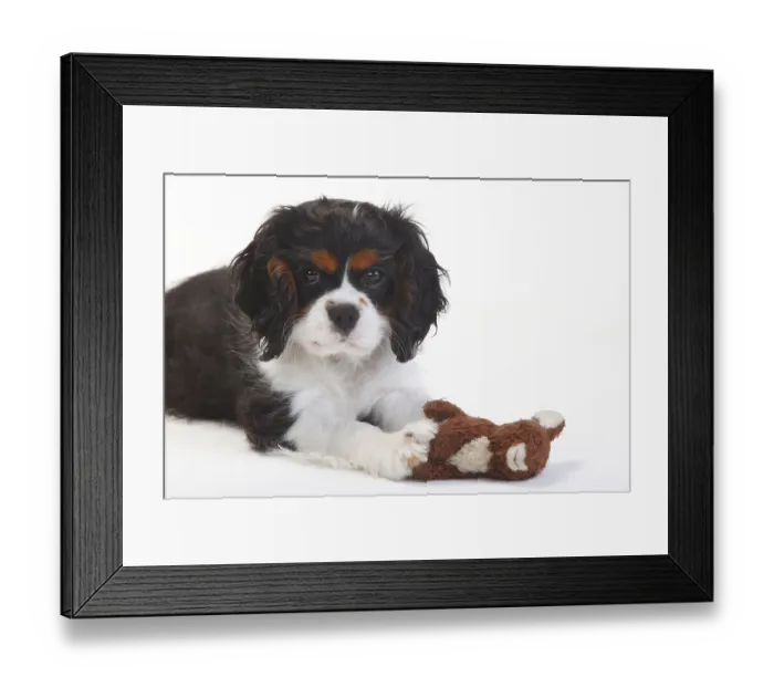 Framed Print : Cavalier King Charles Spaniel, puppy Framed Print : Cavalier King Charles Spaniel, puppy