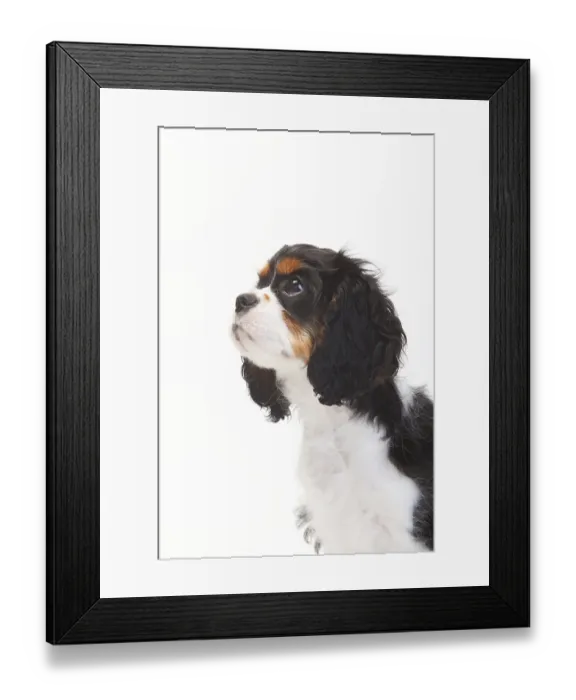 Framed Print : Cavalier King Charles Spaniel, puppy Framed Print : Cavalier King Charles Spaniel, puppy