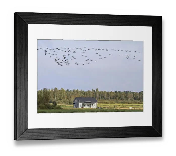 Framed Print : Common crane (Grus grus) -flock Framed Print : Common crane (Grus grus) -flock