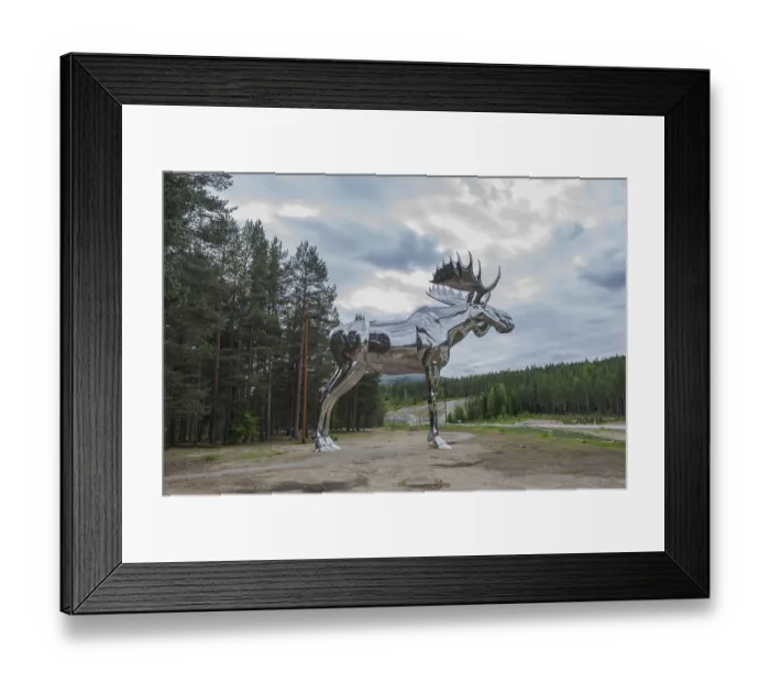 Framed Print : Silver moose, Osterdalen, Norway Framed Print : Silver moose, Osterdalen, Norway