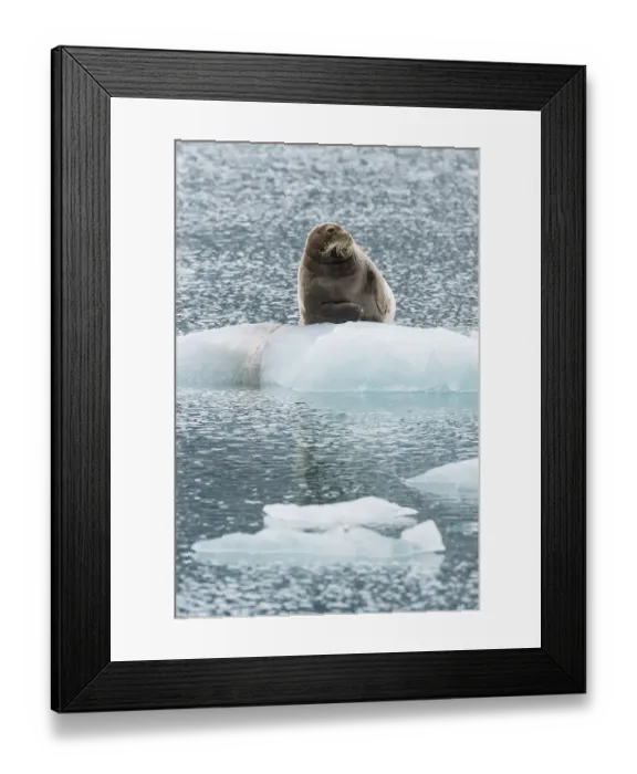 Framed Print : Bearded seal (Erignathus barbatus) on pack ice