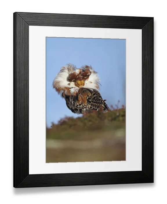 Framed Print : Ruff (Philomachus pugnax), on mating ground Framed Print : Ruff (Philomachus pugnax), on mating ground