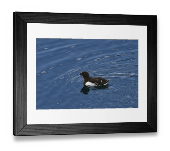 Framed Print : Crab Divers (All), Spitsbergen (Plautus All)