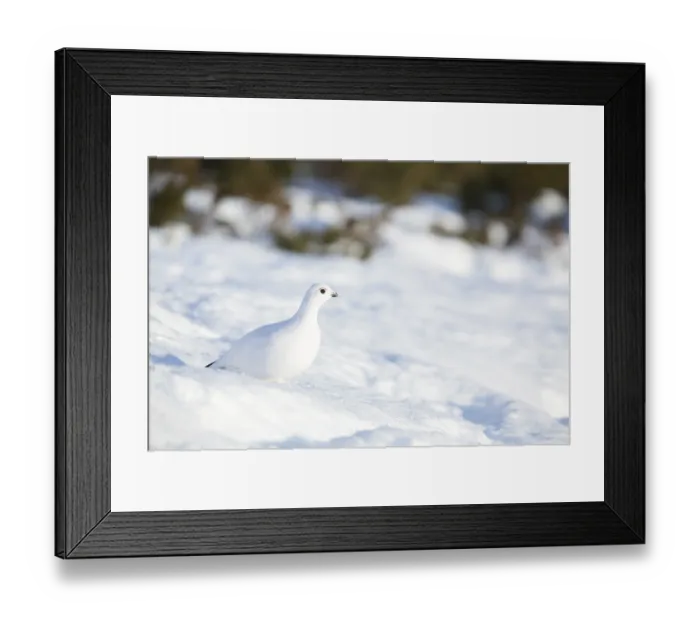 Framed Print : Ptarmigan (Lagopus lagopus) in the morning