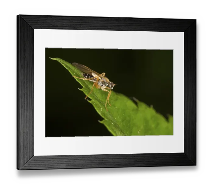 Framed Print : Fly (order Diptera, suborder Brachycera) Framed Print : Fly (order Diptera, suborder Brachycera)