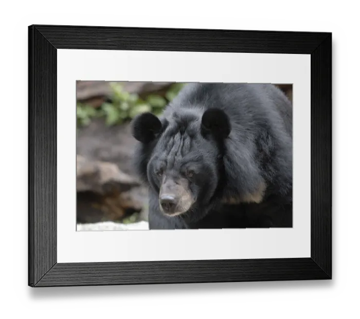 Framed Print : Asian black bear (Ursus thibetanus) (Selenarctos thibetanus)