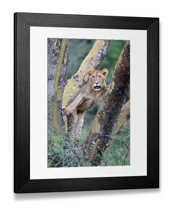 Framed Print : Subadult Lion (Panthera leo) in tree