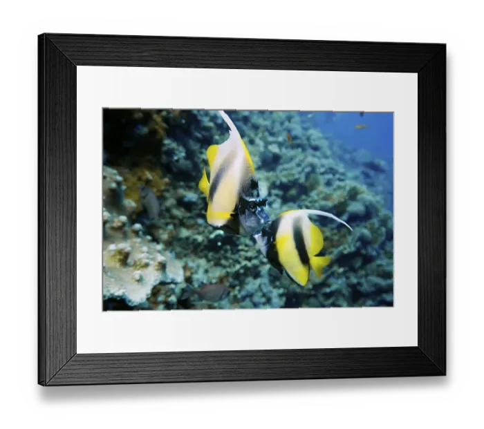 Framed Print : Longfin Bannerfish, Heniochus acuminatus