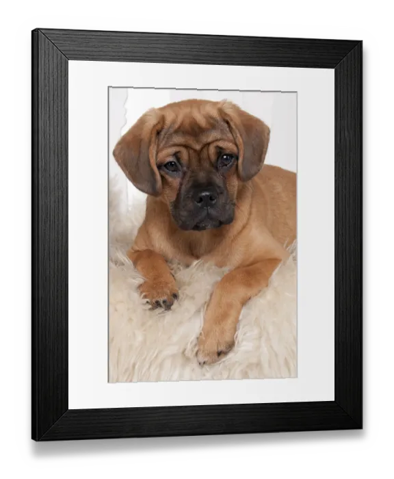 Framed Print : Mixed breed dog, Puppy, 5 months Framed Print : Mixed breed dog, Puppy, 5 months