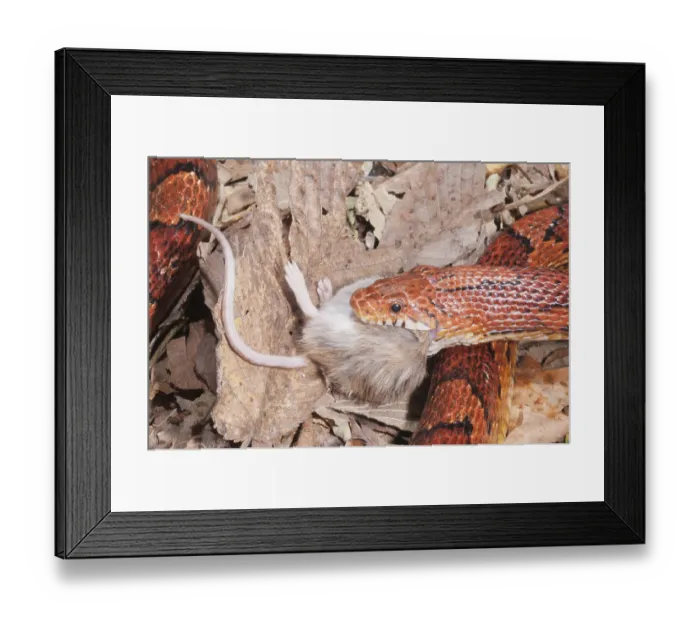 Framed Print : Okeetee corn snake (Elaphe guttata) Framed Print : Okeetee corn snake (Elaphe guttata)