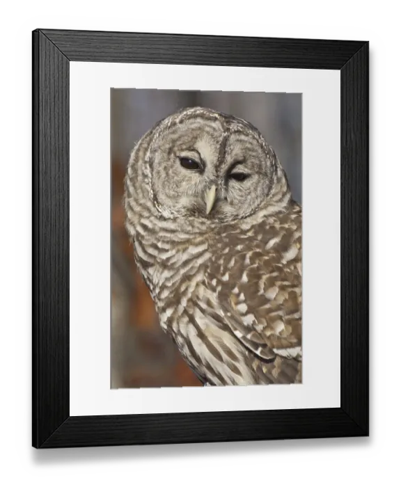 Framed Print : Barred Owl (Strix varia), autumn in Minnesota, USA