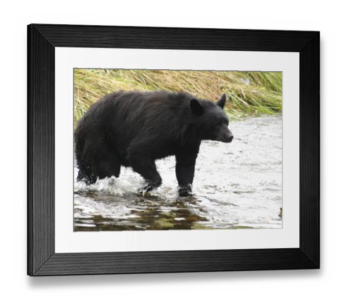 Framed Print : Bear, Alaska