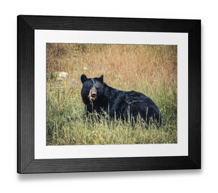 Framed Print : Bear, Alaska