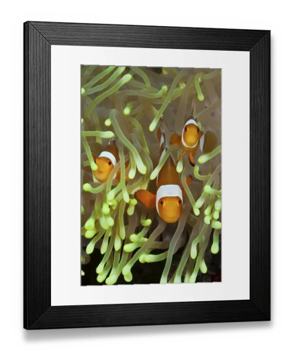 Framed Print : Orange skunk clownfish, Amphiprion ocellaris Framed Print : Orange skunk clownfish, Amphiprion ocellaris