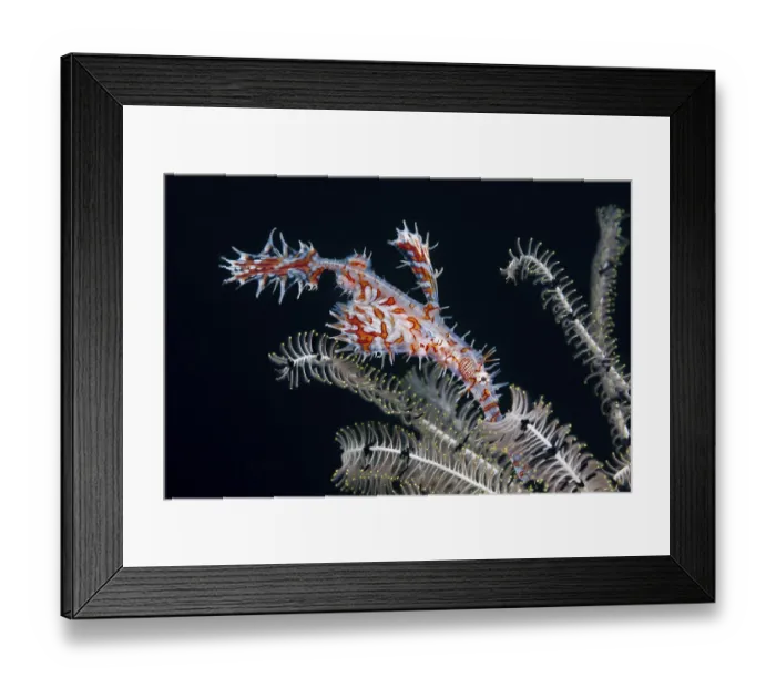 Framed Print : Harlequin ghost pipefish, Solenostomus paradoxus