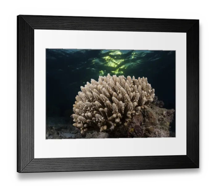 Framed Print : Hard corals, North Ari Atoll, Indian Ocean Framed Print : Hard corals, North Ari Atoll, Indian Ocean